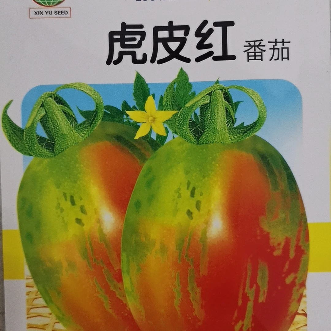 虎皮红柿子籽