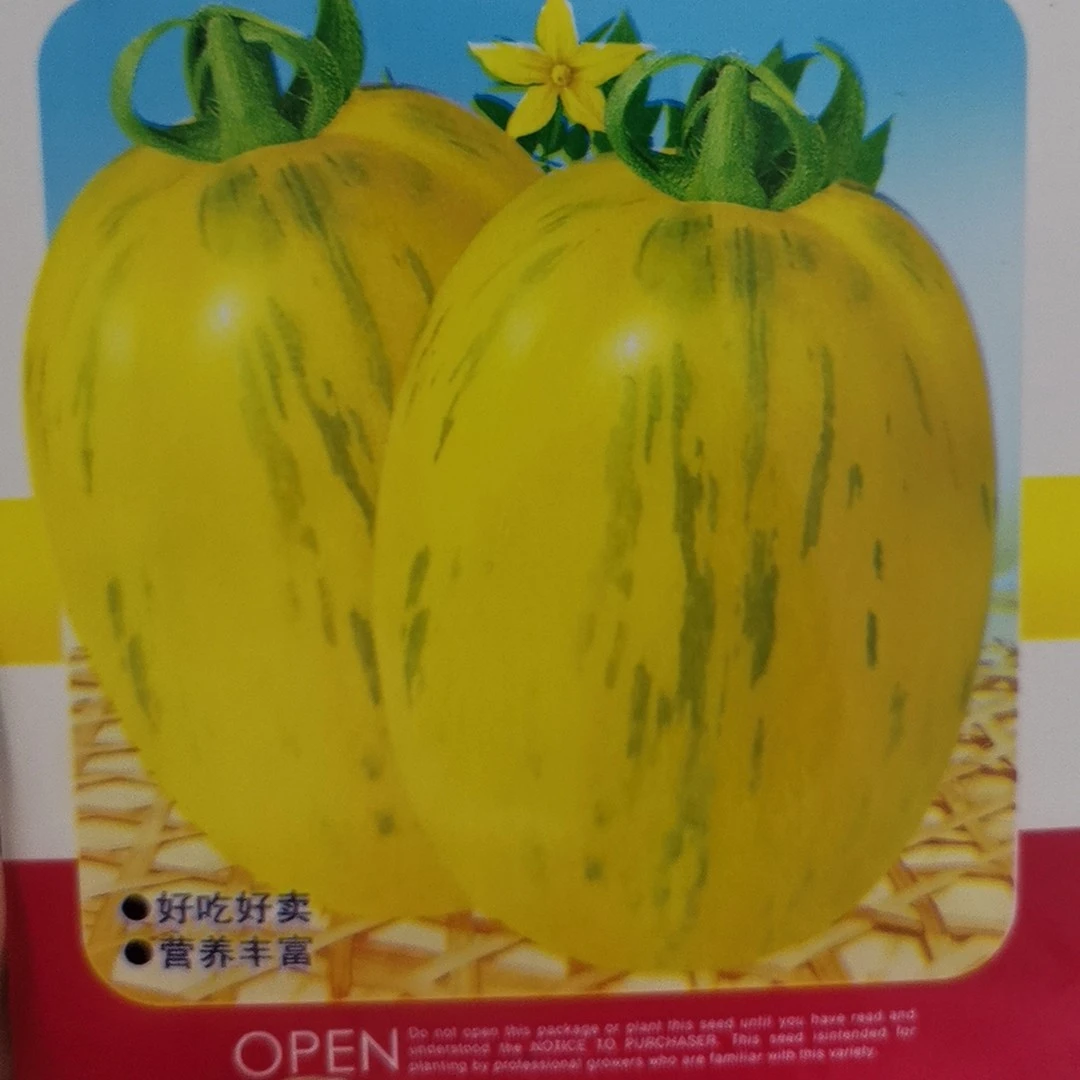 虎皮黄柿子籽