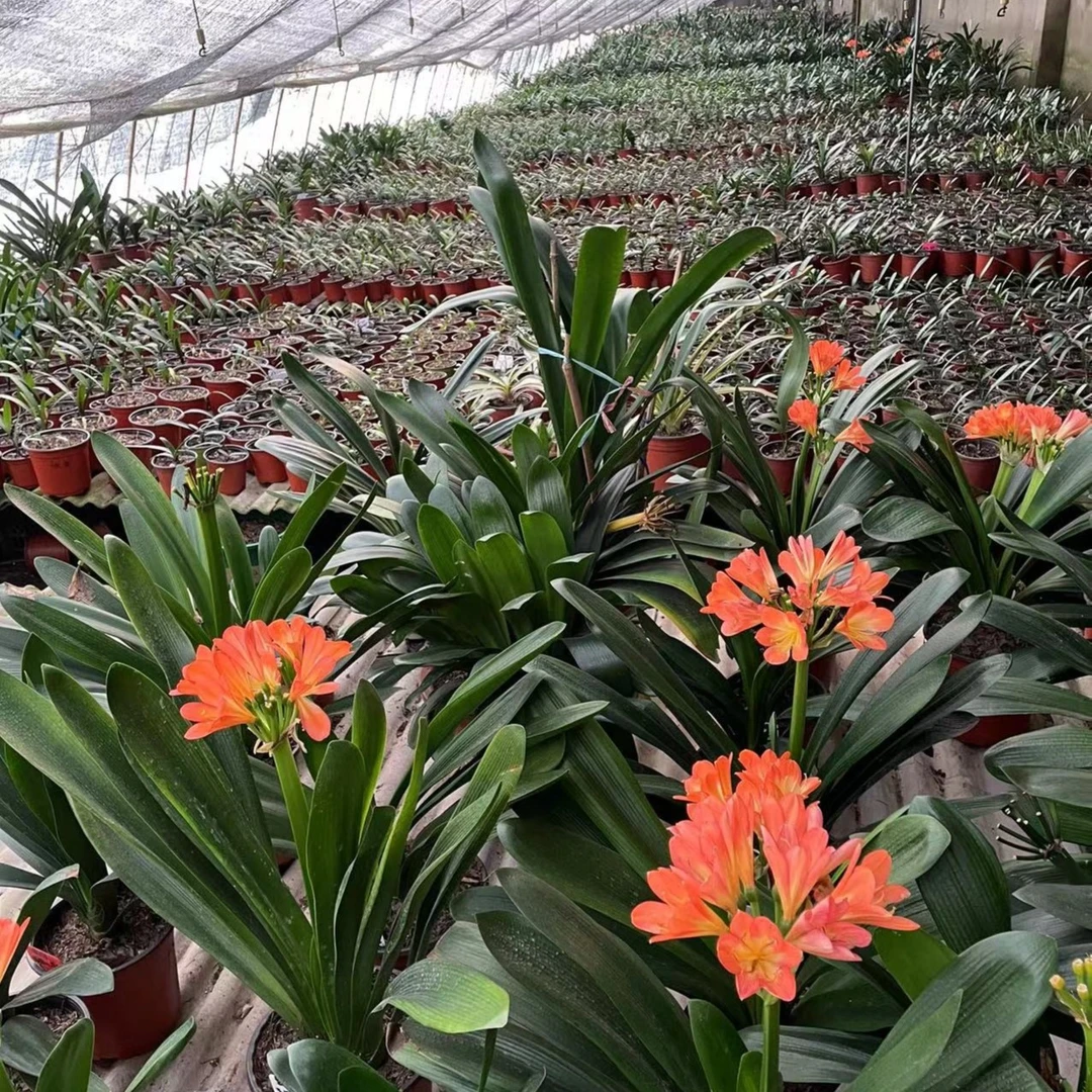 一物一拍*直播链接*君子兰新全集 包邮 一物一价 对版发货