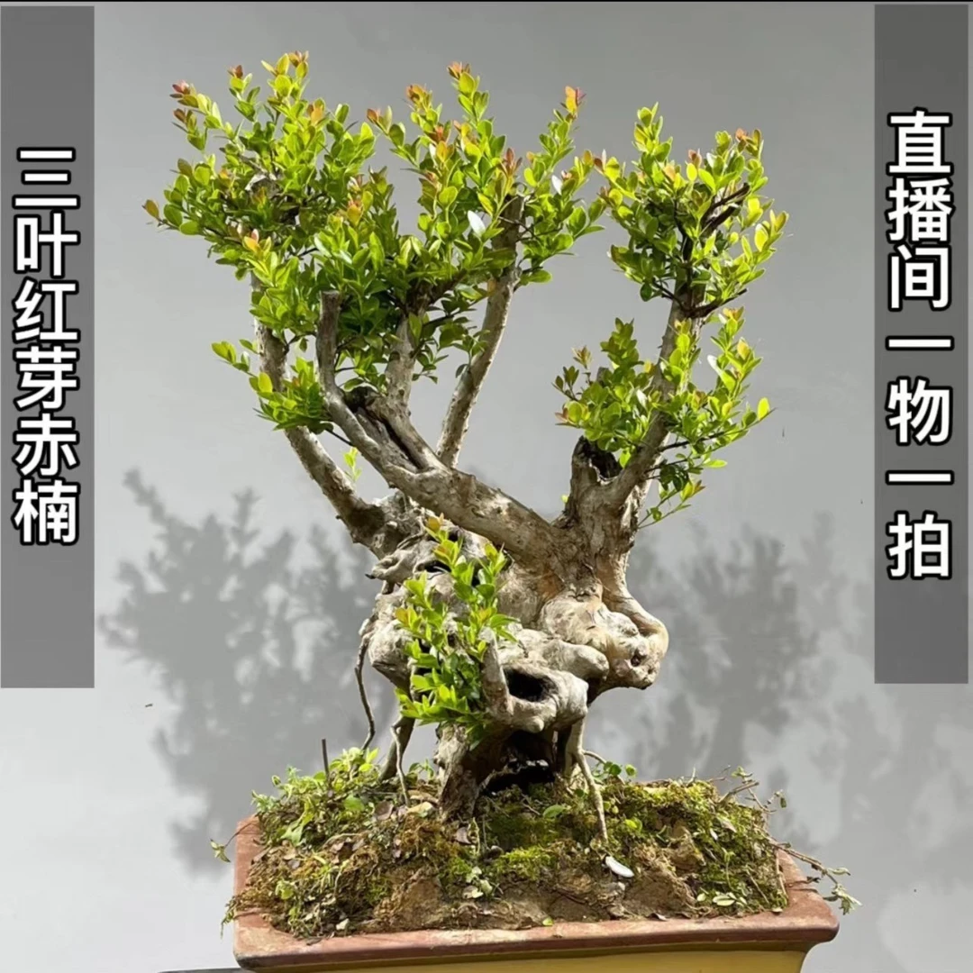 桂林山採紫花紫薇赤楠老桩（直播间一物一拍）