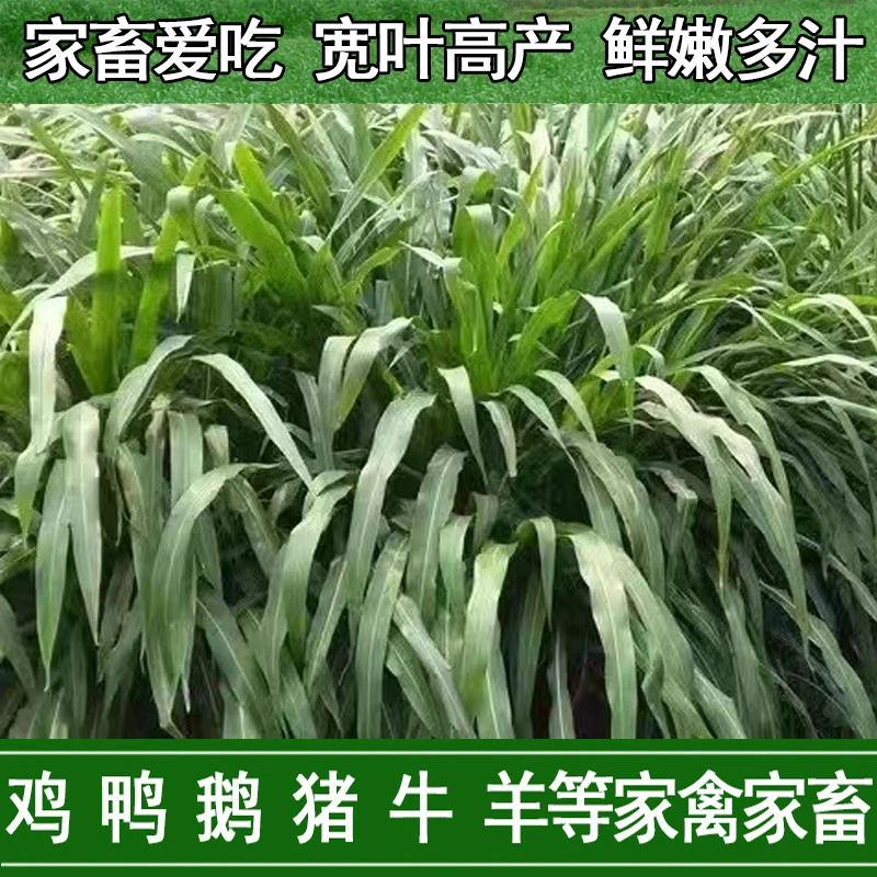 墨西哥玉米草种子，产量高耐刈割，鸡鸭鹅牛羊鱼都爱吃