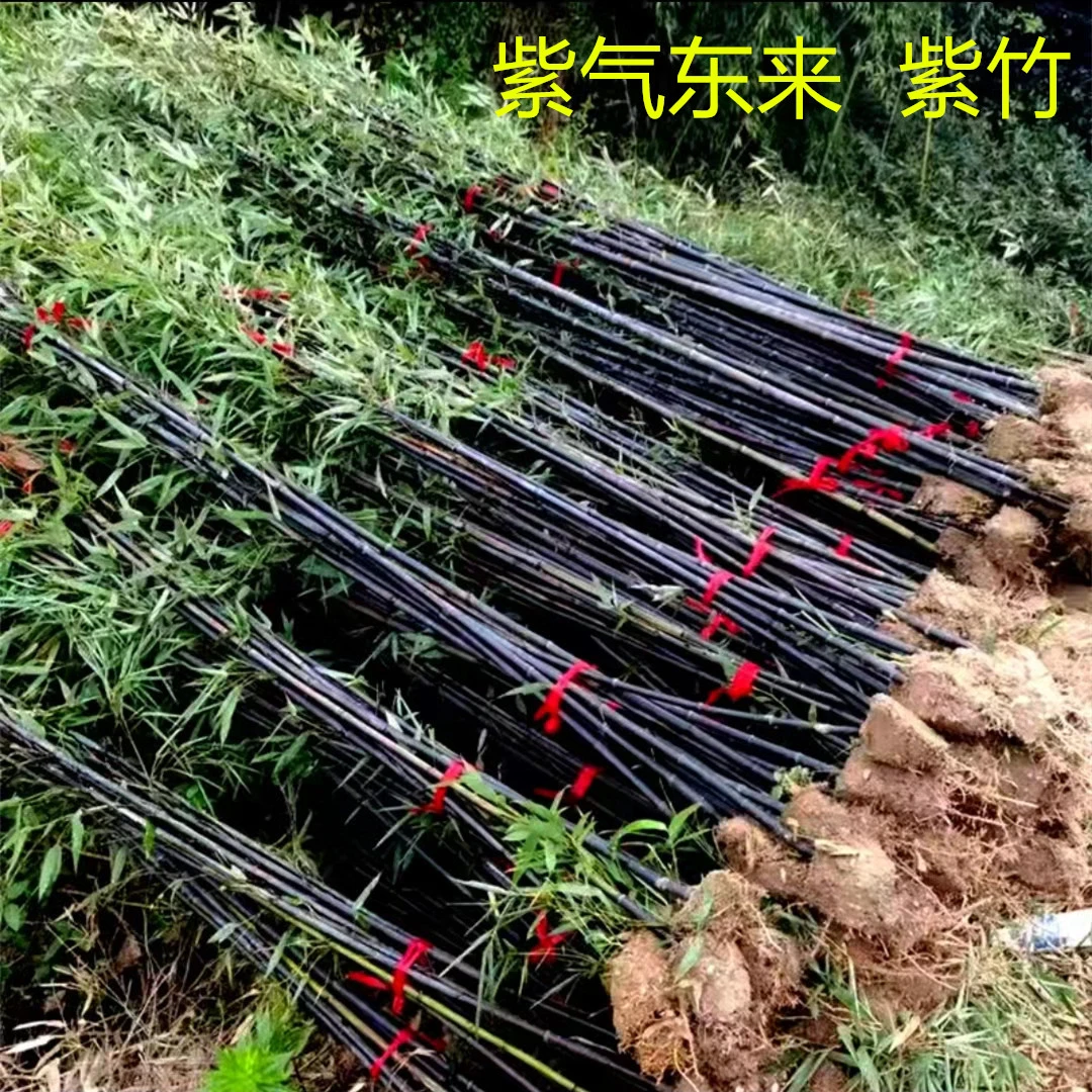 （宠粉福利）名贵紫竹罗汉竹庭院竹子苗户外室内耐寒景观