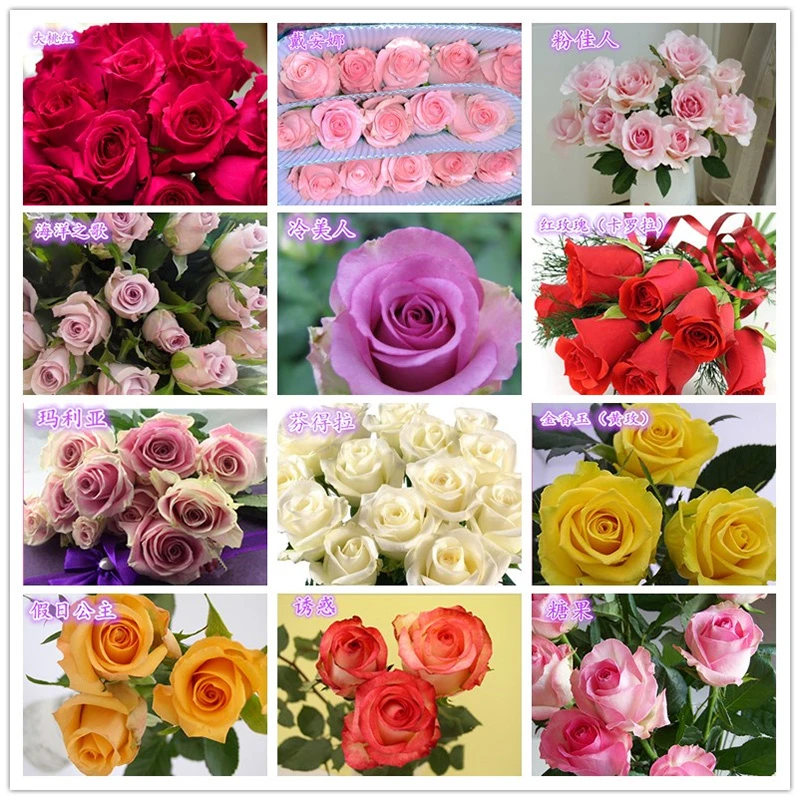 单头玫瑰昆明基地直发包邮送云南花束鲜花保鲜剂