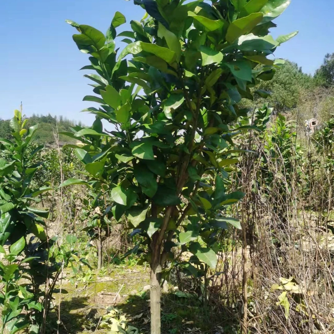 马家柚大南原产地直发五年苗【地径3.7-4.1带土球】可绿植盆栽