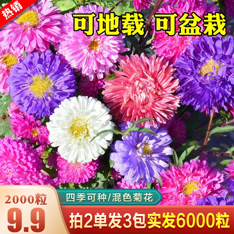 翠菊花种子】耐热耐寒爆盆花期长易