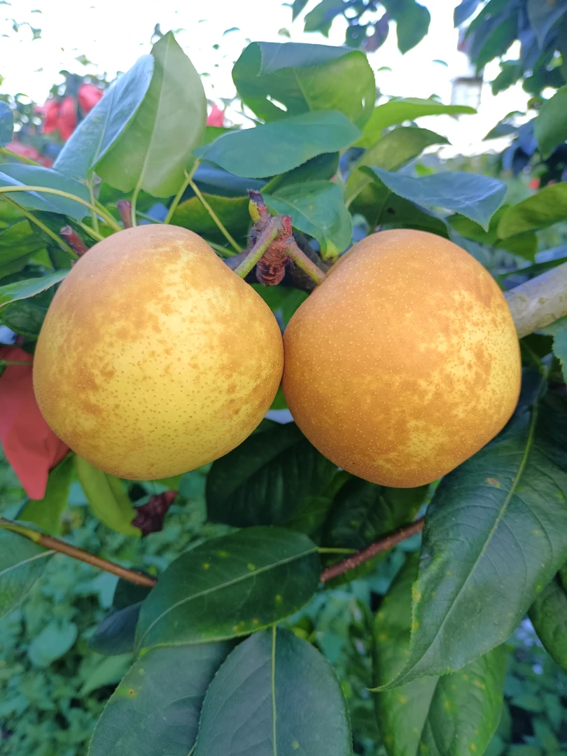 黄金梨，香甜可口，5斤装