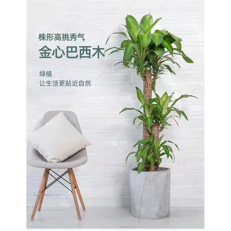 巴西木室内绿植巴西木盆栽