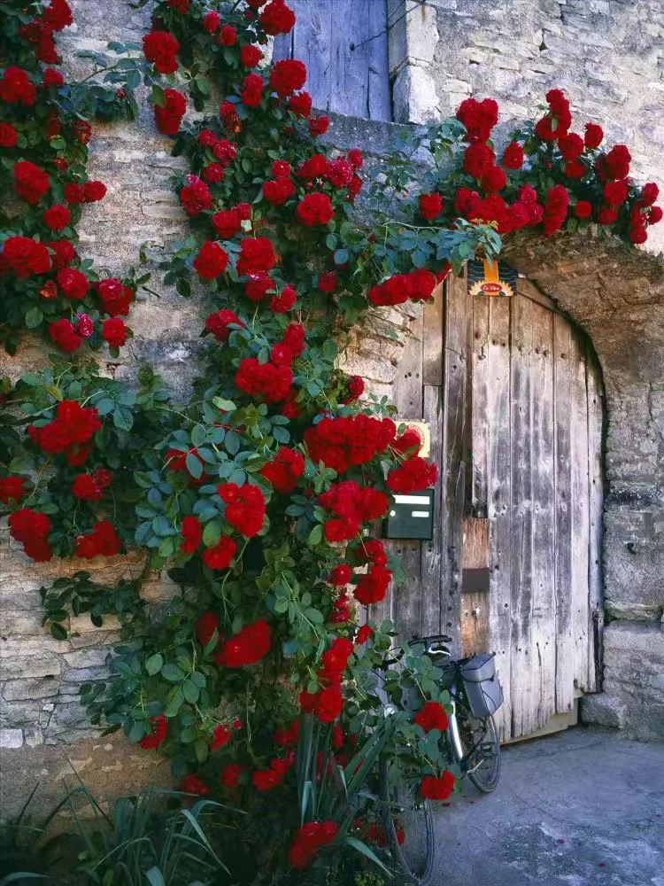 云南基地直发爬藤蔷薇室内室外观赏四季花卉种植蔷薇花花色芳香