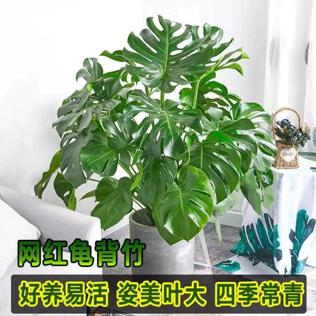 大型龟背竹原土原盆3棵老桩客厅大堂大型绿植四季常青净化空气