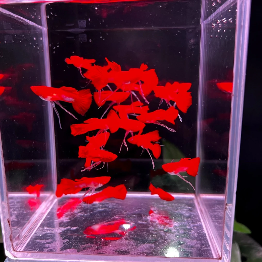 鸿运当头缎带精品小型孔雀鱼6条(不分公母)