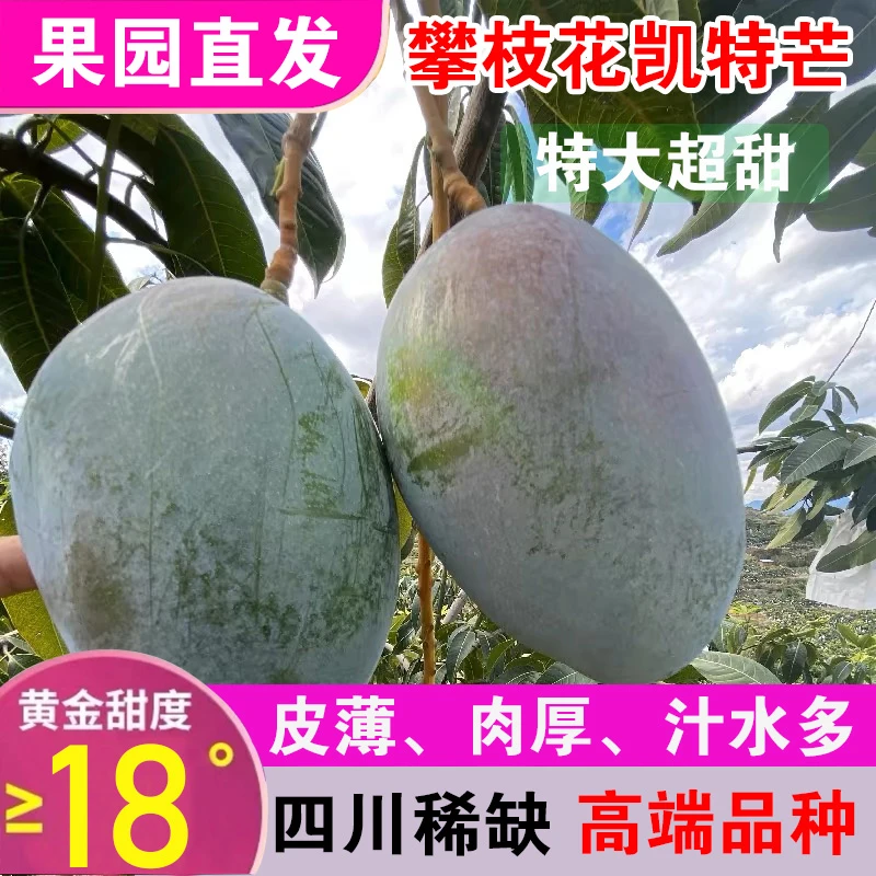 四川攀枝花凯特芒果青皮香甜多汁产地新鲜果园直发爽滑多汁3/8斤