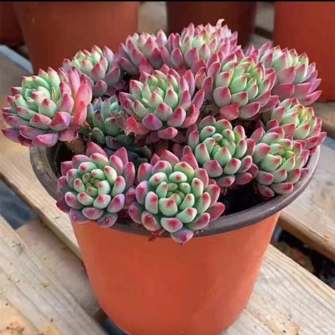 花青谷园艺   老桩蓝苹果