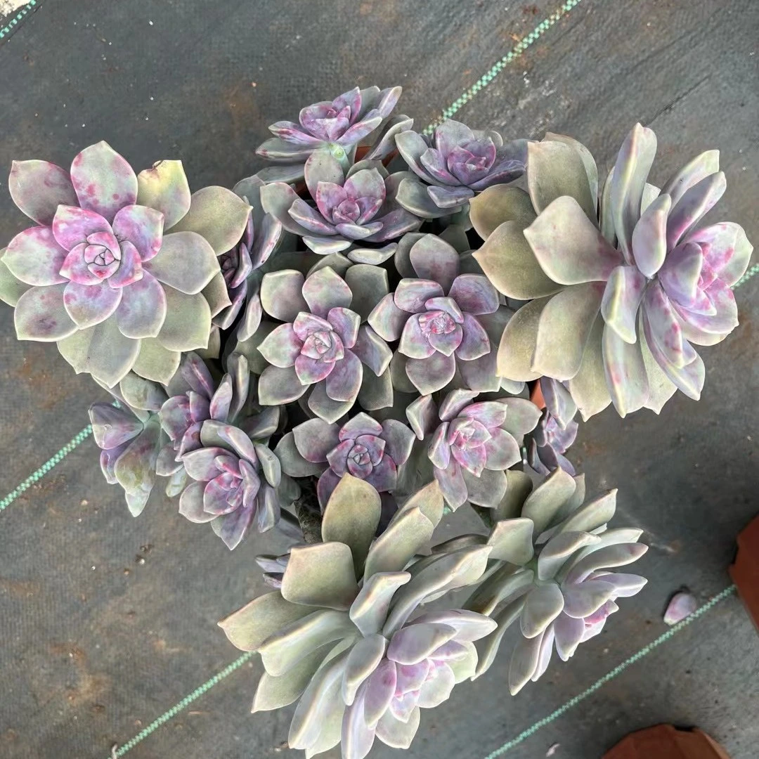 花青谷多肉园艺  紫乐