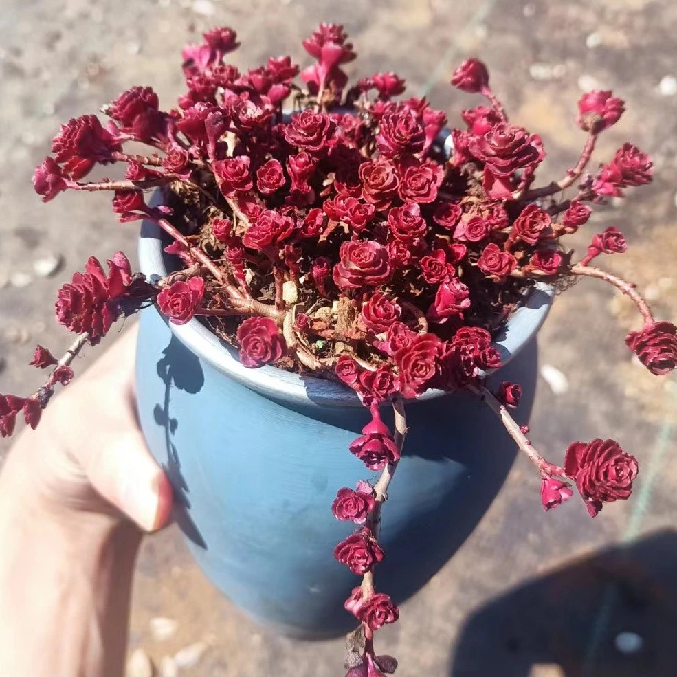 花青谷园艺   精品多肉  小球玫瑰