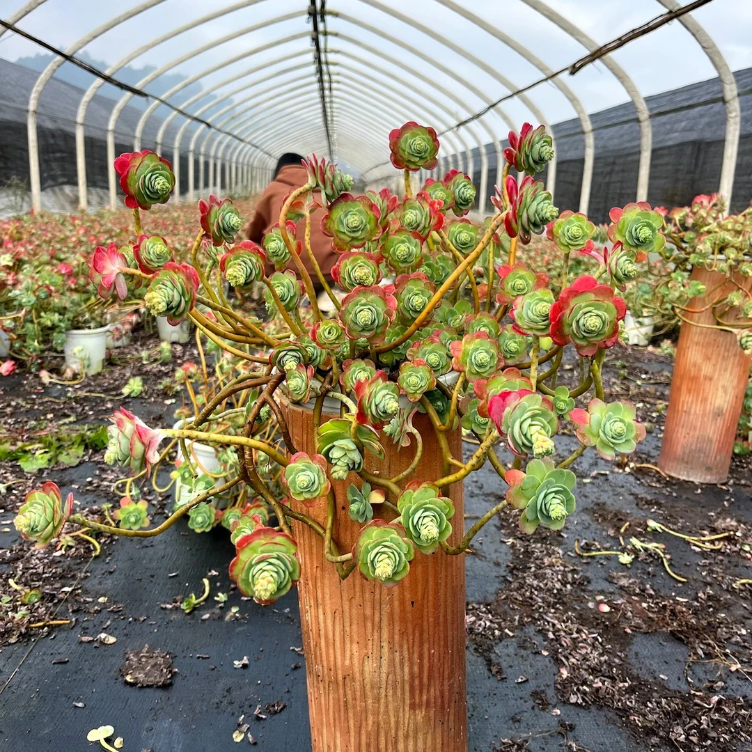 花青谷园艺  D大盆圆叶薄化妆