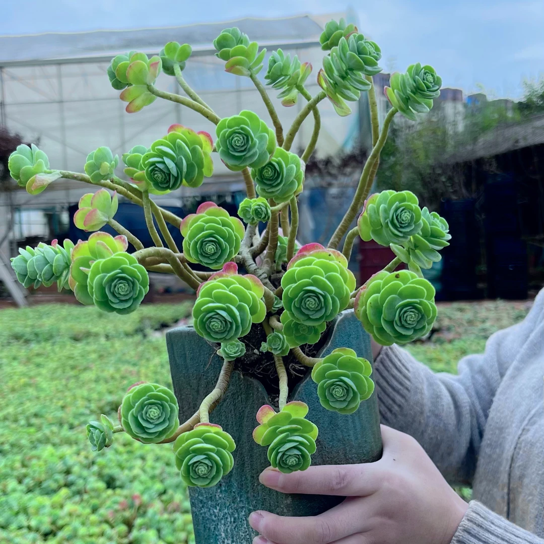 花青谷精品多肉   精控圆叶薄化妆