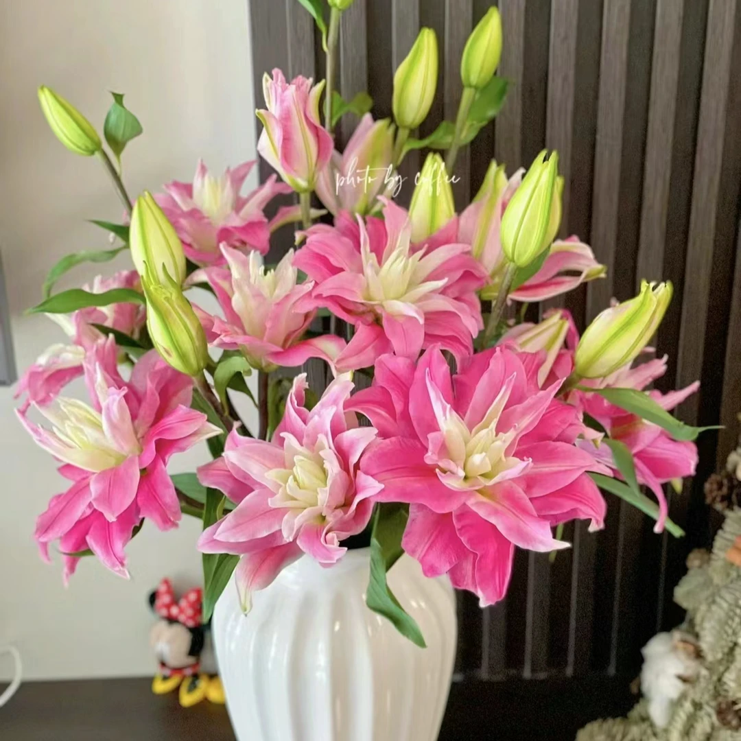 【红丝带19-21重瓣香水百合种球】四季可种 重瓣百合阳台庭院花园