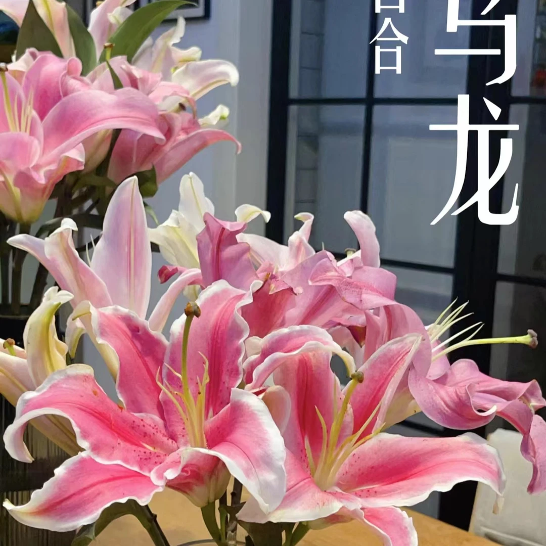 【马龙14-16单瓣香水百合种球】 四季可种开花单瓣阳台庭院花园