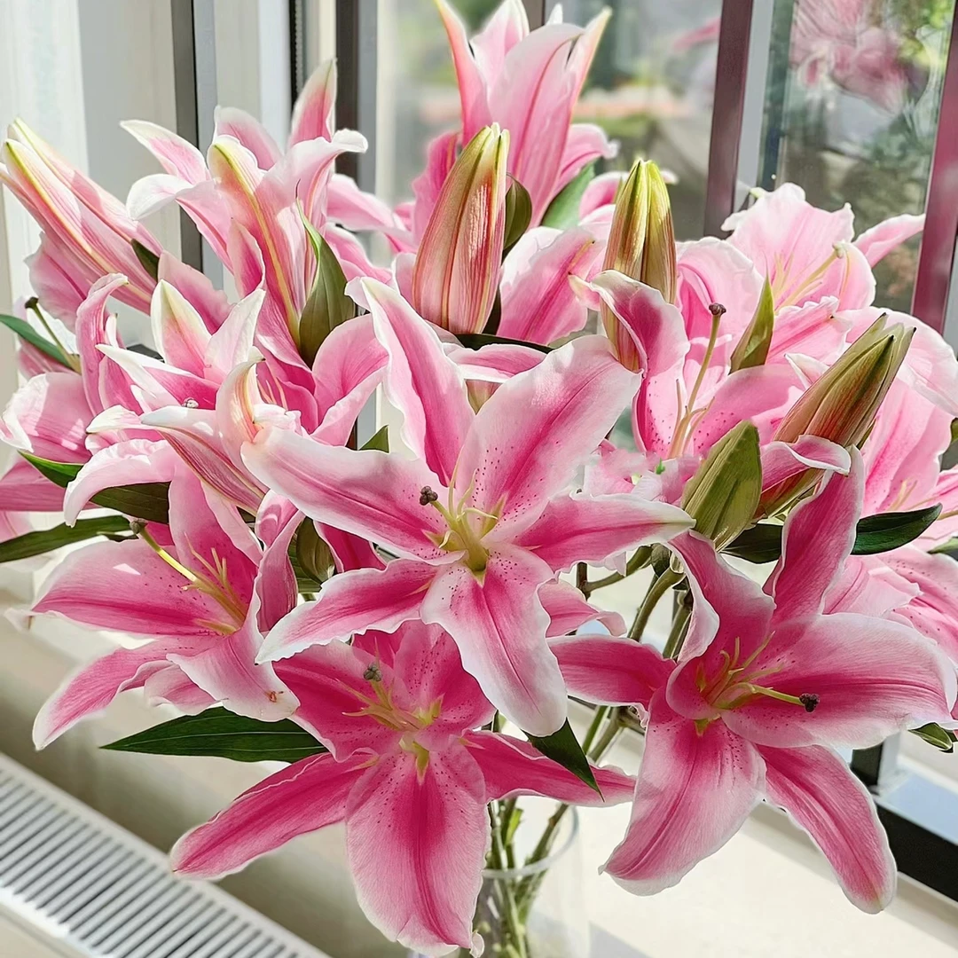 【索尔邦12-14单瓣香水百合种球】四季可种 开花 阳台庭院花园花球