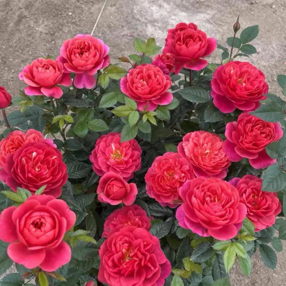 绝色果汁果汁阳台芽变品种开花机器多头开花好养护爬藤月季玫瑰花