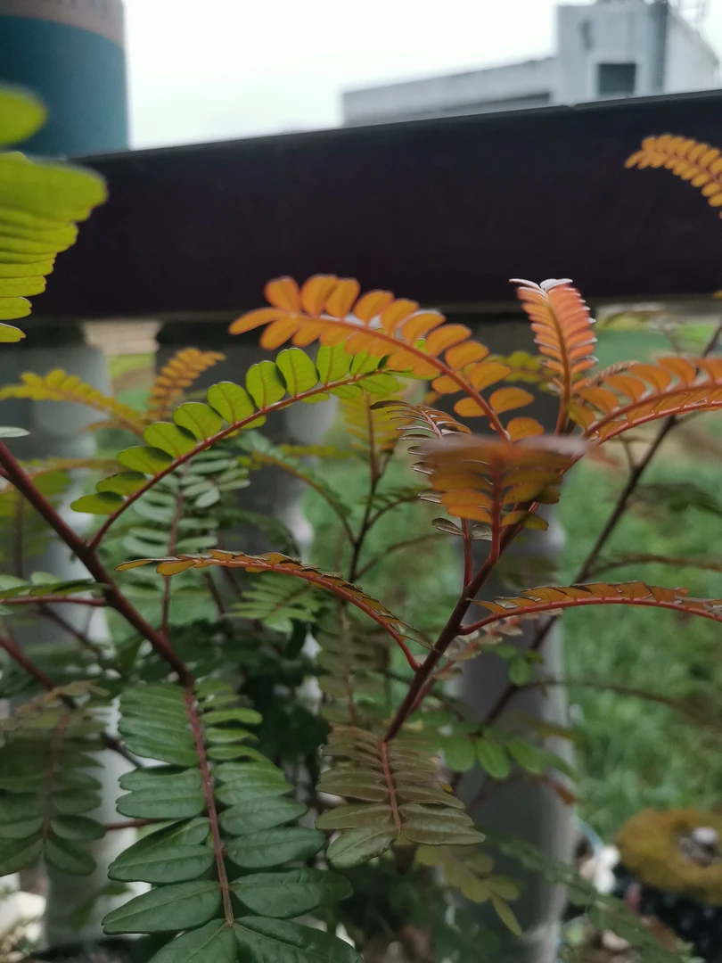 红芽清香木四季常绿，有一股淡淡的香味