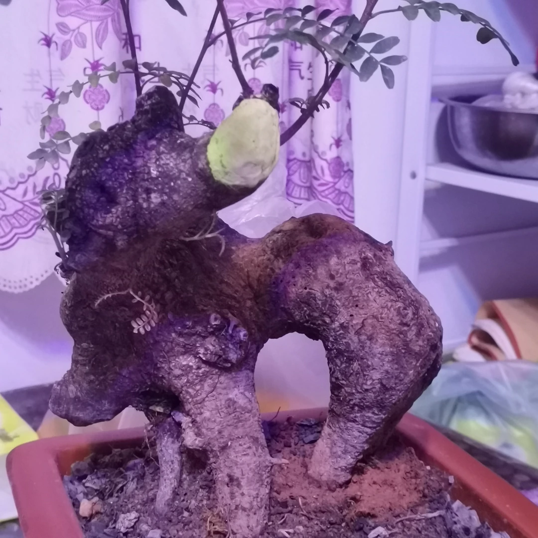 红芽清香木，四季常绿（盆景素材直播间一物一拍）