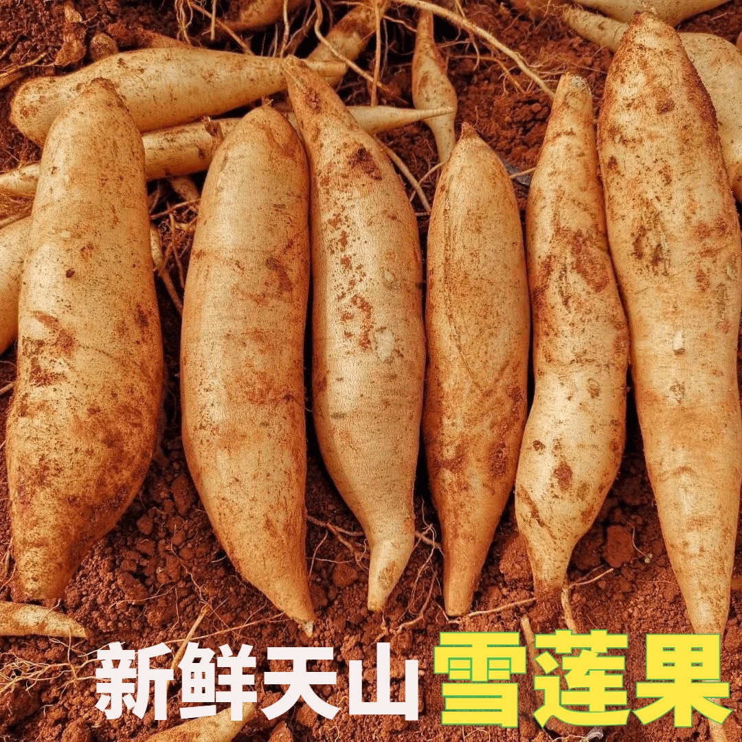 云南特产天山雪莲果新鲜现挖应季孕妇水果黄心凉薯脆甜多汁整箱装