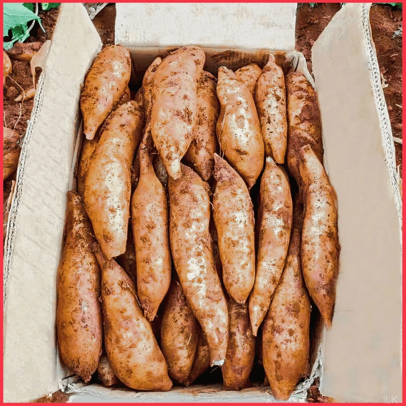 2024新鲜云南正宗天山雪莲果现挖黄心雪连果汁水清甜脆爽整箱包邮