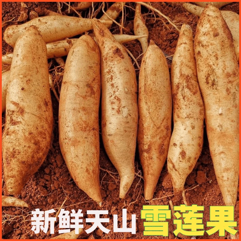 【清甜】现挖云南天山雪莲果当季孕妇新鲜水果黄心红心凉薯整箱包邮