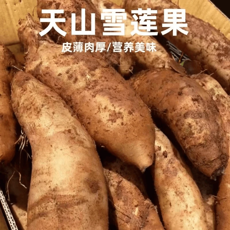 【清甜】现挖云南天山雪莲果黄心红心凉薯当季孕妇新鲜水果整箱包邮