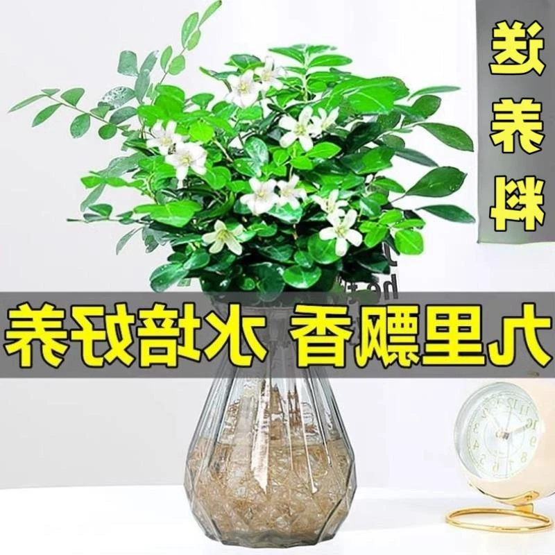 水培九里香花卉盆栽绿植浓香四季花驱蚊驱虫植物室内阳台净化空气