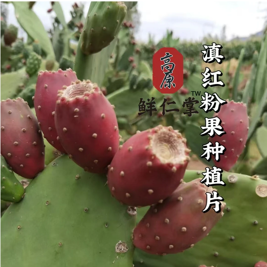 【粉果】滇红仙人掌种植片 25-30公分左右 一片装