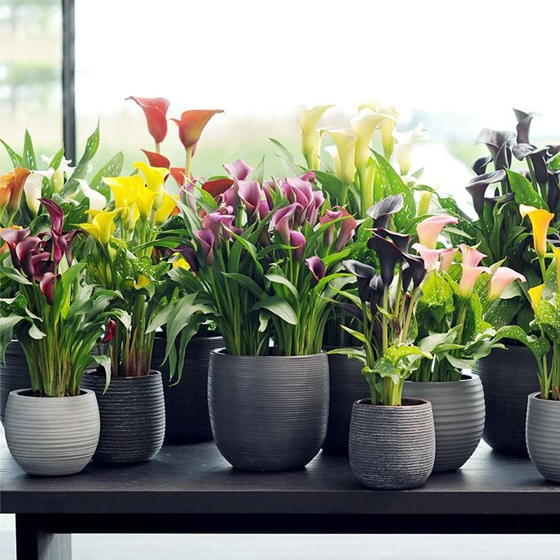 荷兰进口彩色马蹄莲种球四季种易活阳台室内盆栽花卉大球开花不断