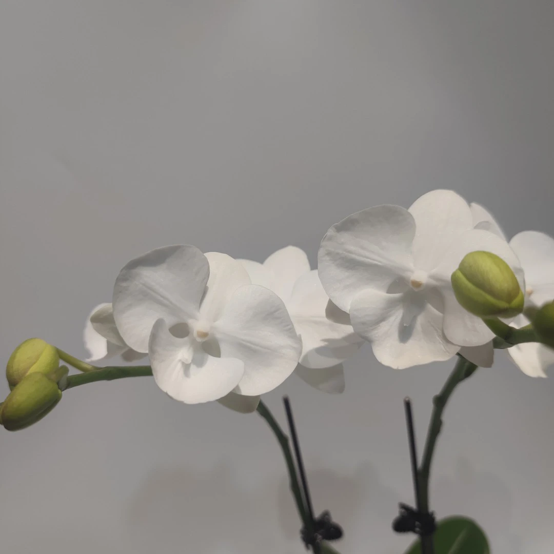 3.5寸双株蝴蝶兰 《白天鹅》蝴蝶兰 绿植花卉《拍一发二》