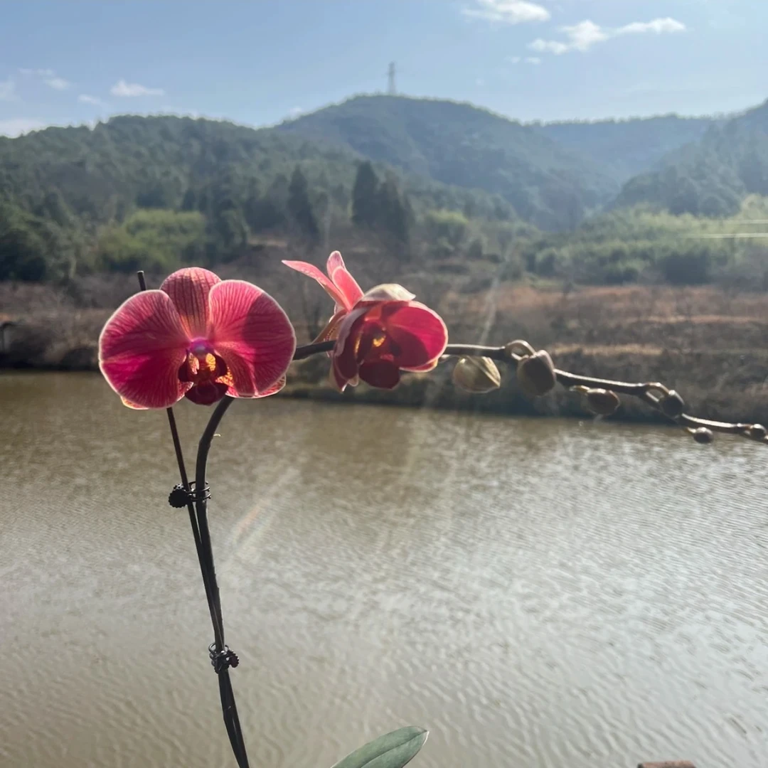 3寸单株《芳华》蝴蝶兰绿植花卉拍一发二