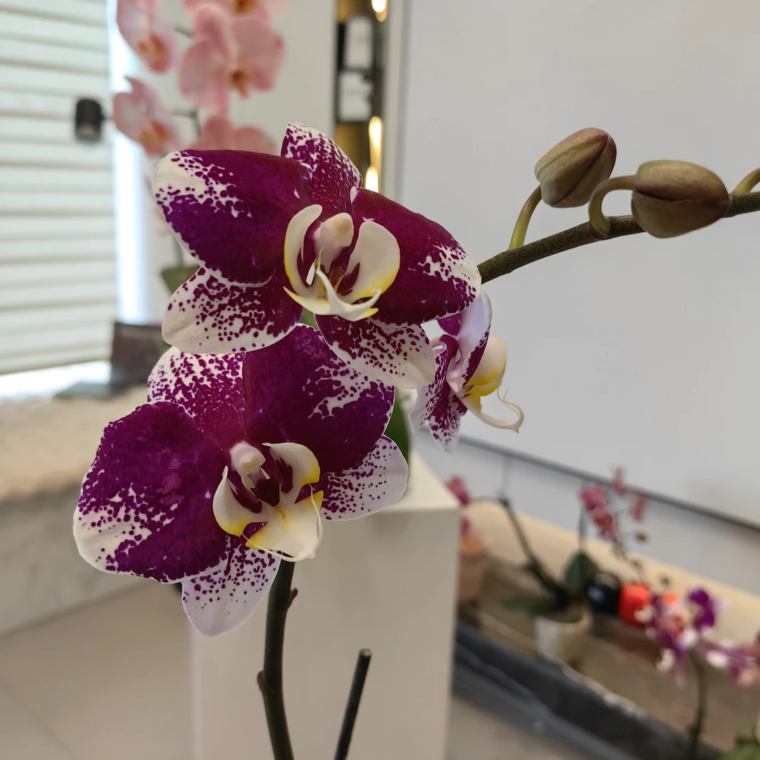 安祖欧品3寸杯《巴塞罗那》蝴蝶兰绿植花卉