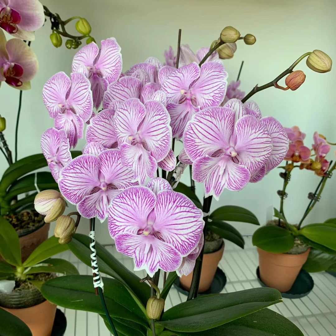 3.5安祖欧品《朗布隆》蝴蝶兰绿植花卉 拍一发二