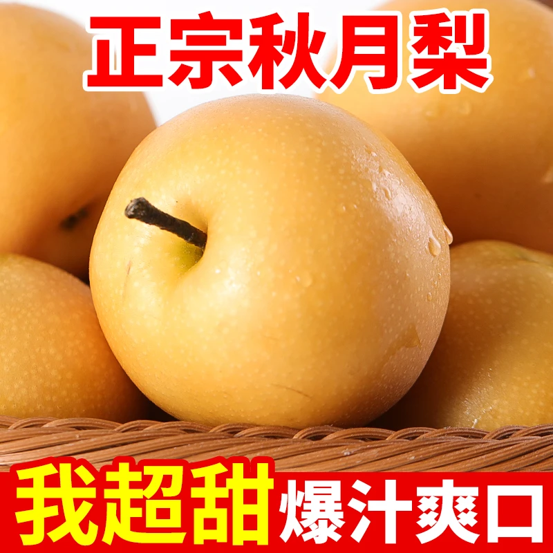 正宗莱阳秋月梨新鲜梨子水果山东梨子大又甜