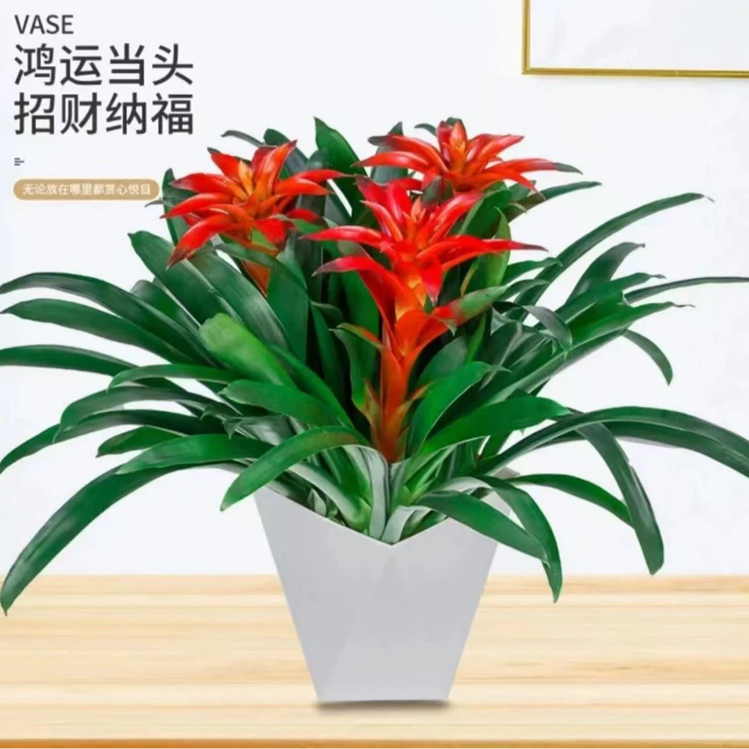 鸿运当头盆栽小红星室内观花绿植前台好养凤梨花办公室客厅阳台