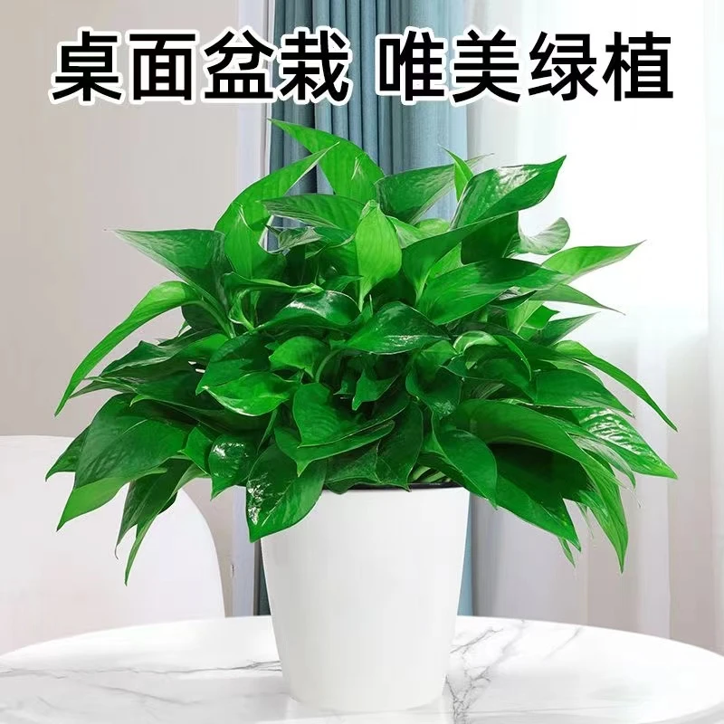 绿萝盆栽室内植物花卉家用新房吸除甲醛绿植水培长藤垂吊大叶绿箩