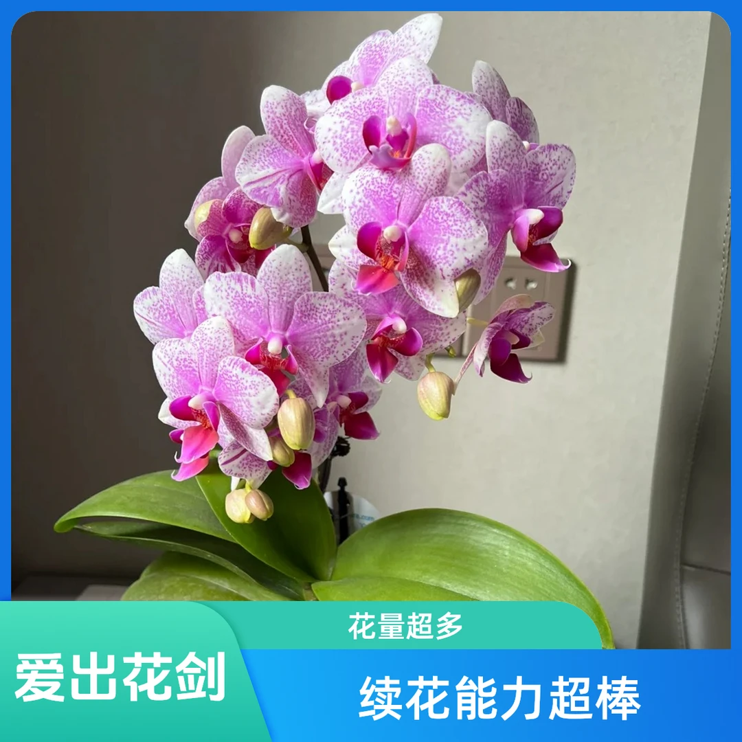 特价无花剑鹿特丹蝴蝶兰爆花型室内桌面绿植花卉盆栽好养活四季开