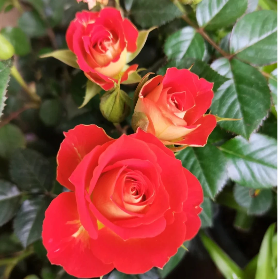 二乔双色星月季多季节开花变色月季阳台庭院花卉盆栽