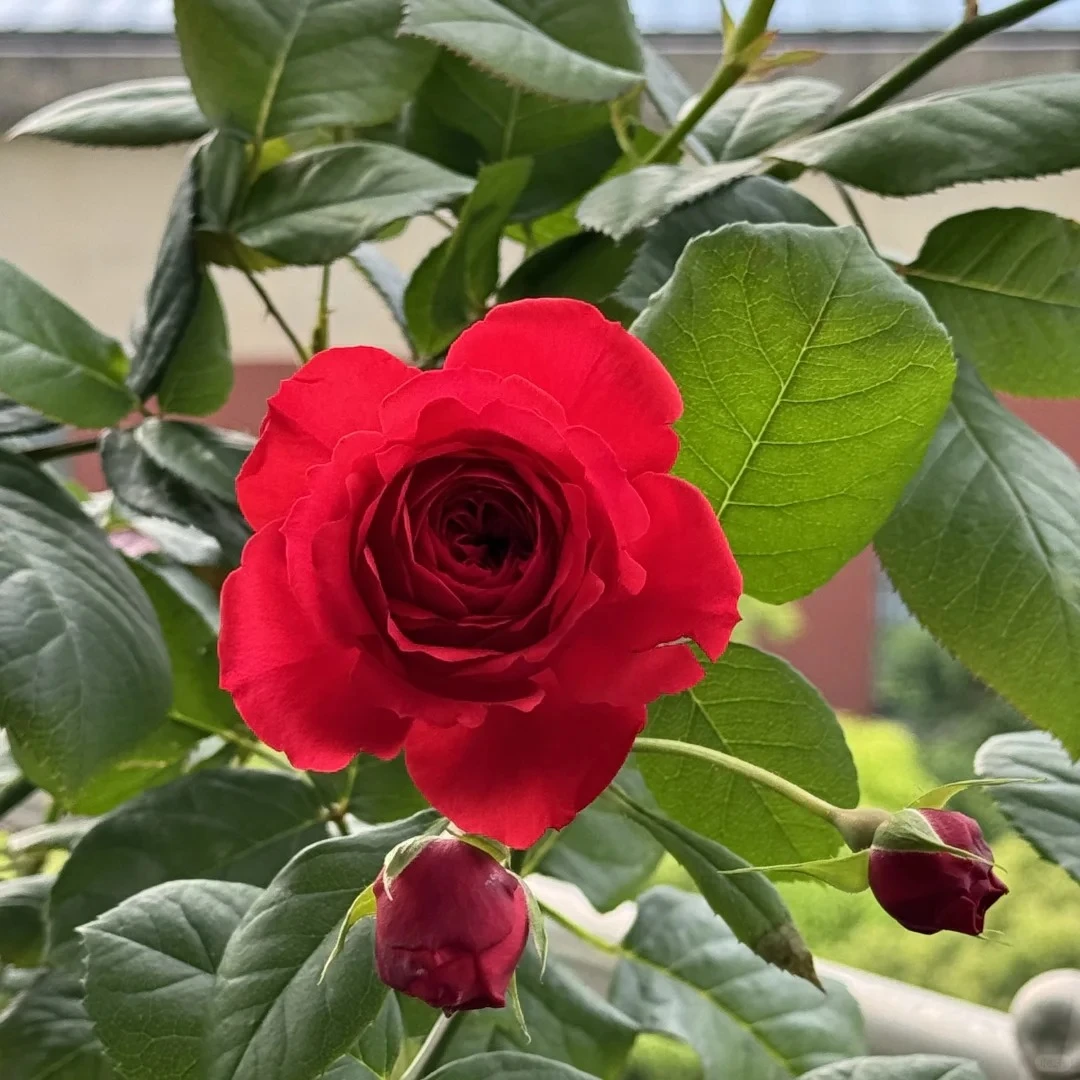 红苹果阳台月季盆栽室内玫瑰花卉好养活绿植蔷薇月季花红色月季