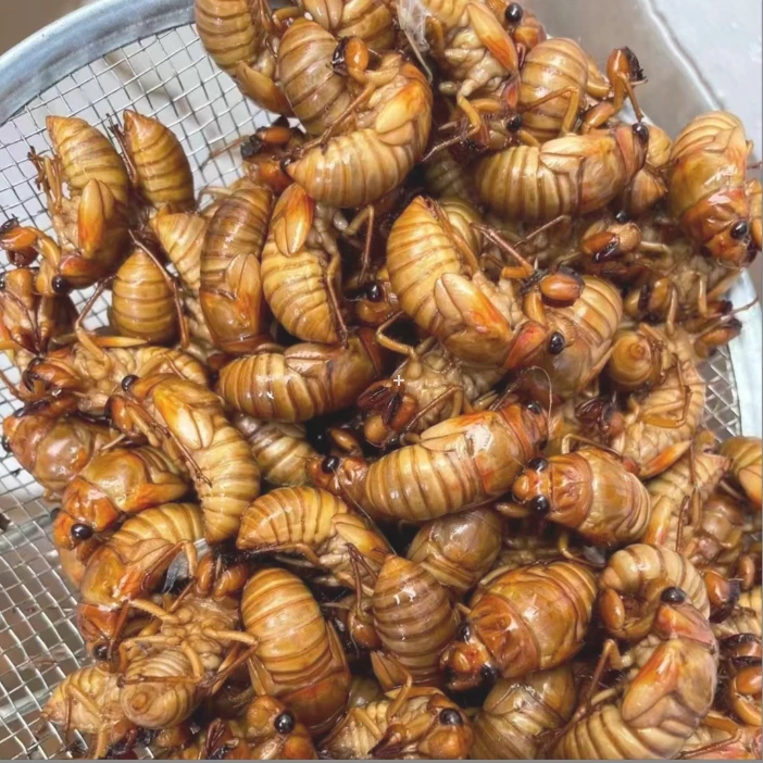 2025新鲜高山纯野生知了金蝉爬猴新鲜速冻顺丰冷链包邮