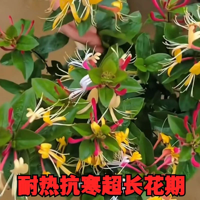 金银花树苗花卉室内四季金银花盆栽地栽懒汉爬藤植物庭院盆景闻香