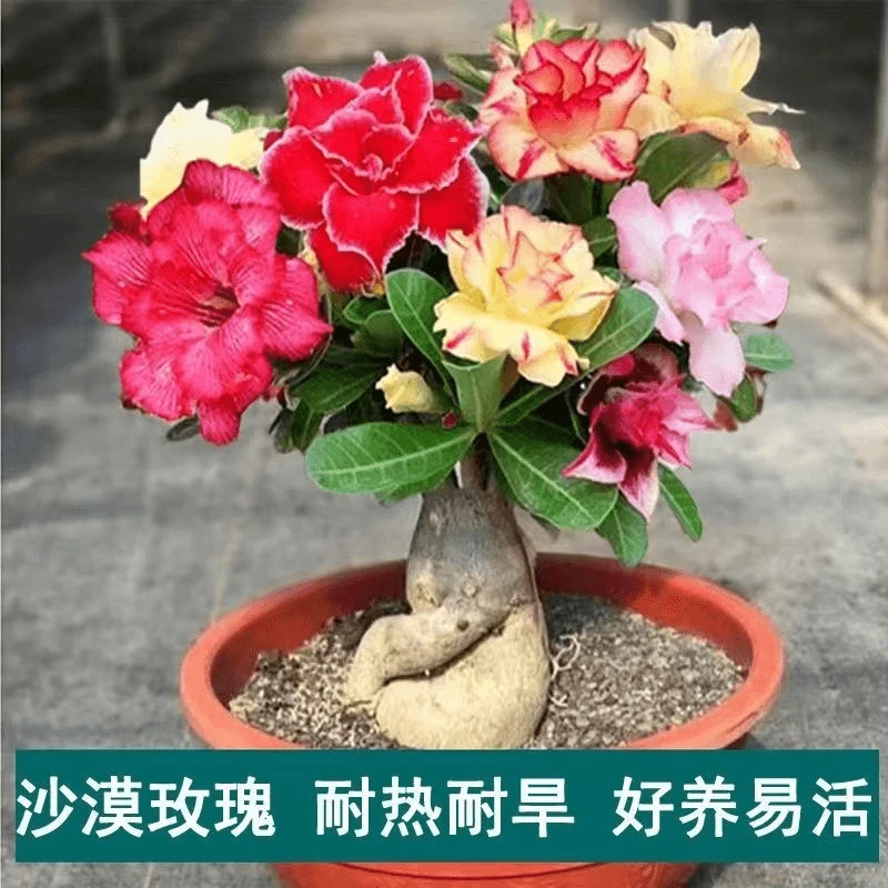 重瓣沙漠玫瑰阳台盆栽花卉老桩四季开花耐干旱好养好成活夏季耐热