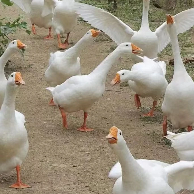 农家自养土鹅粮食喂养 正宗土 净含量2.5kg左右 现杀冷链包邮到家