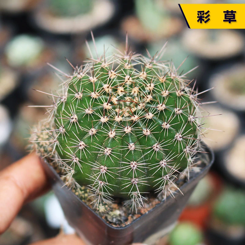 【凑单满9.9包邮发货】彩草仙人球脱土发货