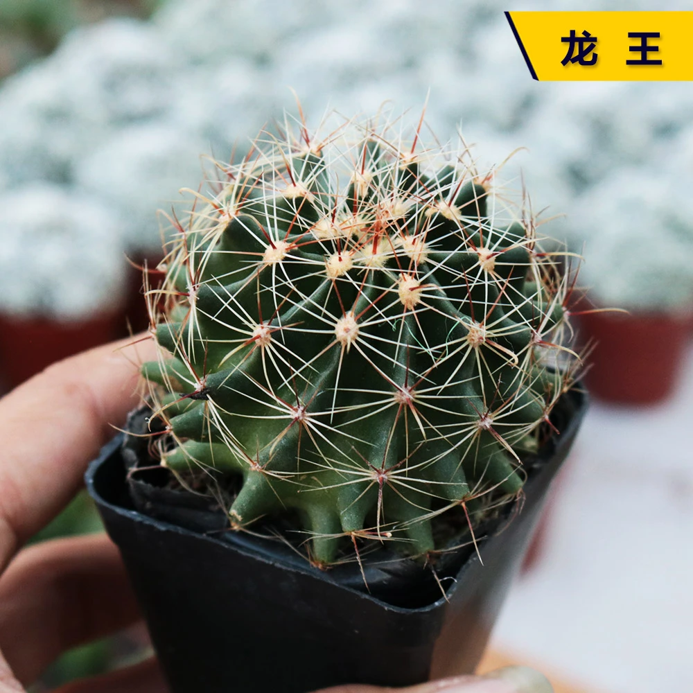 【凑单满9.9包邮发货】龙王仙人球脱土发货