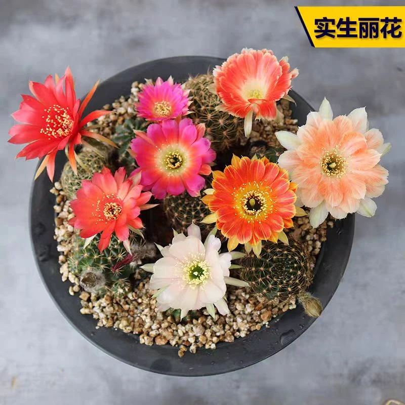 【凑单满9.9发货】丽花 仙人球 脱土发货